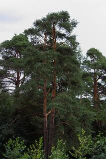 0401tu8n-6fe4-682x1024.jpg