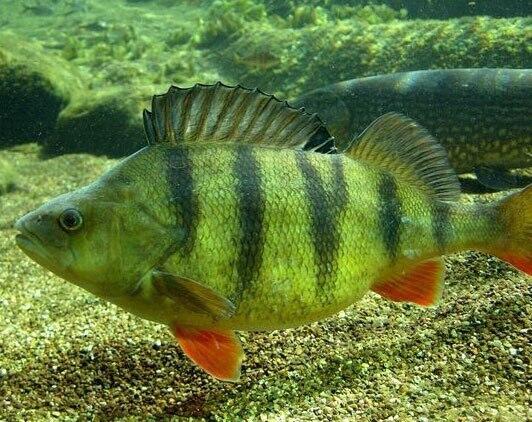 Стаття про рибу окунь - Rivnefish