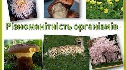 Матеріали до уроку "Різноманітність організмів: Рослини, Тварини, Гриби, Бактерії"