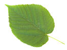 0401u4bh-a553-132x99.jpg