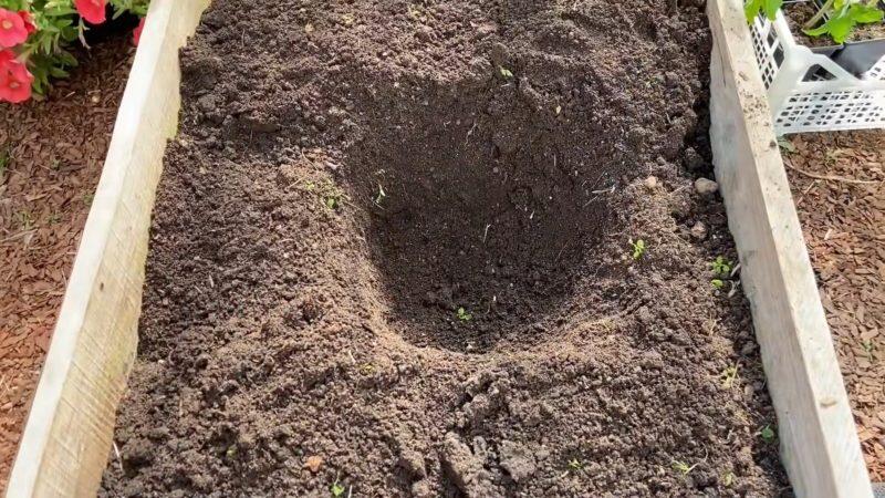 Сажаем 4 томата в 1 лунку — урожая хватит даже соседям