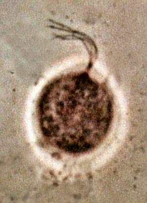 0401ub31-b1d3-300x414.jpg