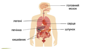 Будова тіла. Шкіра. Опорно-рухова та кровоносна системи. 