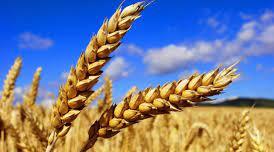 Англійська мова. "The grain crops. Wheat"