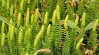 0401upiv-e558-196x109.png