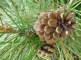 Сосна кримська, сосна Палласова (Pinus nigra ssp. pallasiana) » НПП "Нижньодніпровський"