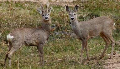 Capreolus capreolus 2 Jojo.jpg
