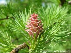 0401uu75-7f90-250x187.jpg