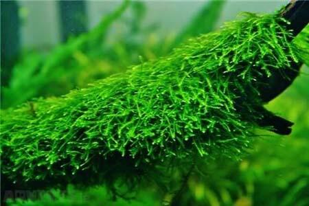 Ползучий (Creeping Moss) аквариумный мох