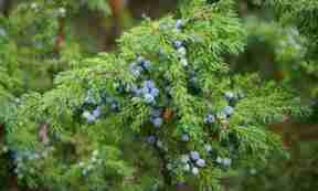 Ялівець звичайний (Juniperus communis)