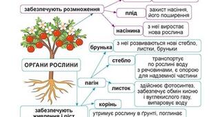 Узагальнення Пізнаємо різноманіття організмів