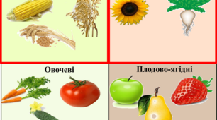 Матеріали до уроку "Різноманітність культурних рослин"