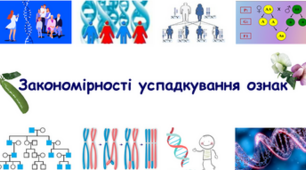 (Копія) Закономірності успадкування ознак