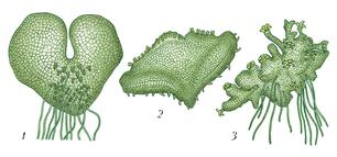 0401vamo-b494-306x143.jpg
