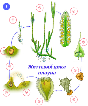 0401vbfm-2f1c-296x356.png