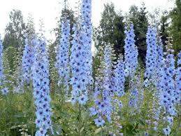 Дельфіній - король саду . Сад і город. Порадник - Новини Рівного. Відео on-line. Все про телекомпанію - Телеканал «Рівне 1»