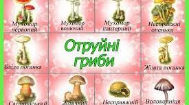 Консультація для батьків: "Увага!Отруйні гриби!"