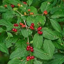 Жимолость звичайна - купити насіння недорого / greenplants.com.ua