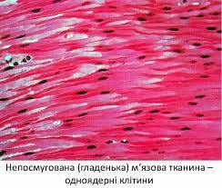 М'язова тканина: особливості будови, види, розташування в організмі,значення. — Wiki