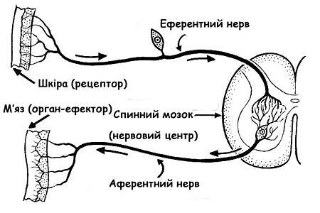 Afferent_(PSF)_uk.jpg