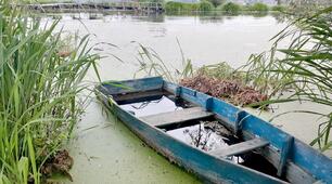 Водорості: зелені, бурі, червоні