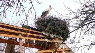 Летять вже лелеки у рідну Вкраїну