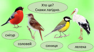 Граматика з лексичної теми "Птахи"