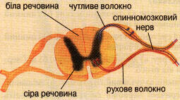  Нервова система. Спинний мозок
