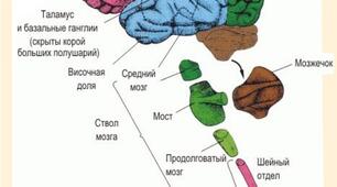 Узагальнення знань з теми: "Зв'язок  організму   із  зовнішнім середовищем""