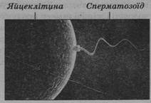 0401vugz-34e2-212x145.jpg