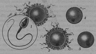 0401vuh0-77fd-315x179.jpg