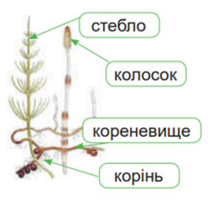 0401vwxo-1c10-307x292.png