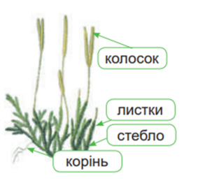 0401vx6v-f83b-293x275.png