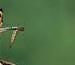0401w1ju-46ad-75x65.jpg