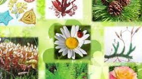 Практична робота Визначення представників різних груп рослин