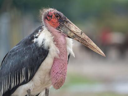 Африканский марабу - eBird