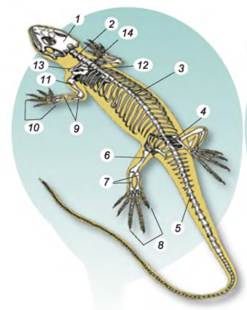 0401wast-3bc3-357x447.png