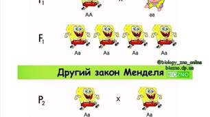 Основні закони генетики