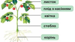 Узагальнення знань з теми "Будова рослин"