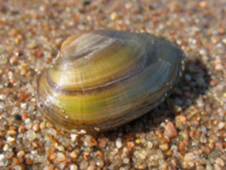 0401wija-cd49-226x170.png