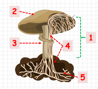 0401wo82-0531-330x299.png