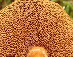 0401wo8g-e936-237x185.jpg