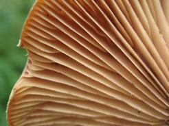 0401wo8i-7d36-246x184.jpg