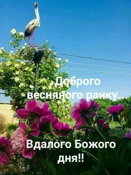 89 Доброго весняного ранку ideas | доброго ранку, листівка, ранкові цитати
