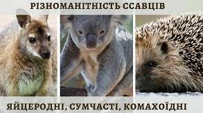 Яйцекладні, сумчасті, комахоїдні, рукокрилі