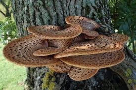 Трутовик чешуйчатый, или Пеструшка (Polyporus squamosus)