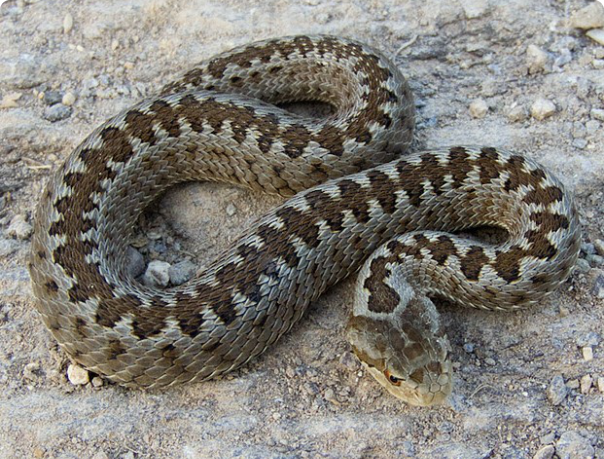 0401ws87-f468-604x459.png