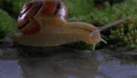 0401wwha-afc3-194x111.gif