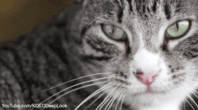 0401wwnm-2d87-198x110.gif