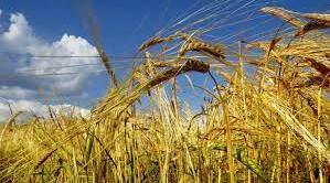 Англійська мова. "The grain crops. Rye"